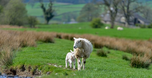 A Sheep and her Lamb