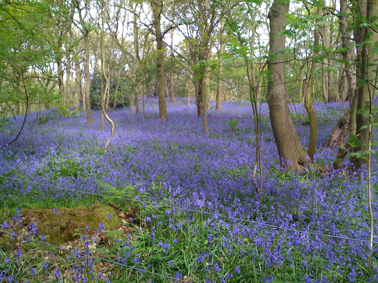 Wet Felting Woodlands in Wool Workshop - 3rd October 2026 - Image 7